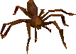 Picture of Giant spider